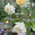 Inglenook Bed & Breakfast Ingleton (North Yorkshire)