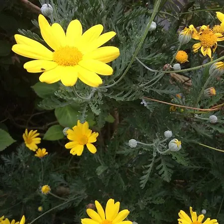 B&B Inglenook 잉글턴