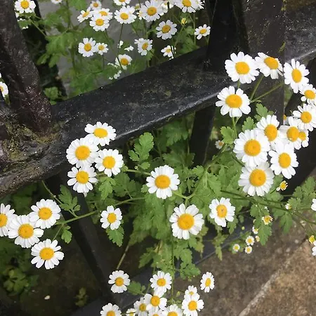 Inglenook 4* 잉글턴