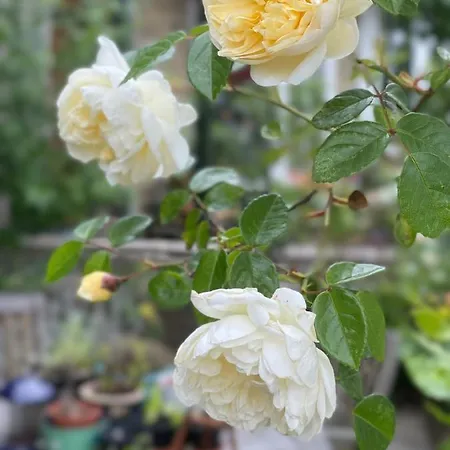 Inglenook Bed and breakfast Ingleton (North Yorkshire)